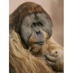  A Portrait of an Orangutan National Geographic Collection 
