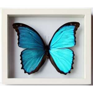   Morpho Butterfly Didius Wedding Gift for Newly Weds 