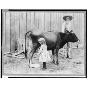   juvenile milkmaid, 1902,Little girl milks cow,old man