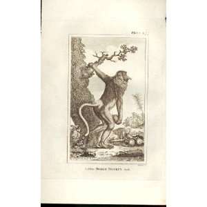  Long Nosed Monkey 1812 Buffon Natural History Pl 377: Home 