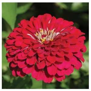  Davids Non Hybrid Flower Zinnia Benarys Giant Deep Red 