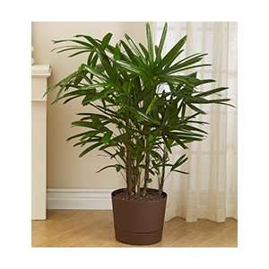 Flowers by 1800Flowers   Raphis Palm Floor Plant  Grocery 