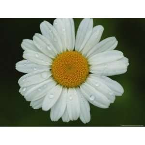  Close up of Daisy with Dew Drops National Geographic 