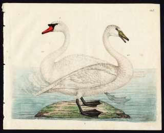 Rare Antique Bird Print MUTE SWAN WHOOPER SWAN Strack 1819  