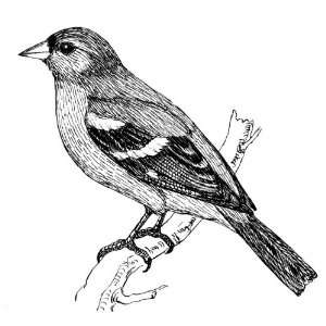  2.25 inch (58mm) Round Pin Badge Line Drawing Chaffinch 