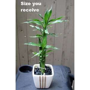 Lucky Bamboo 3 Plants in Asian Themed White Ceramic Pot 