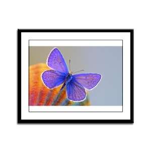  Framed Panel Print Xerces Purple Butterfly: Everything 