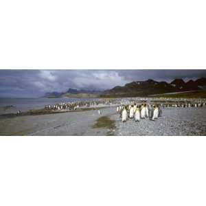 King Penguins, Gold Harbor, South Georgia Island, Falkland Islands 