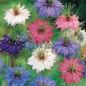  Love In A Mist  Persian Jewel Mix  50 Seeds: Patio, Lawn 