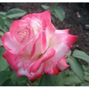  Pink Splash Rose Bush Flower Seeds: Patio, Lawn & Garden
