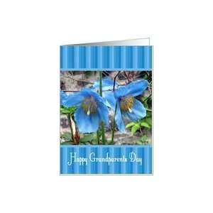  Grandparents Day   Blue Poppies Card Health & Personal 