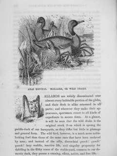 1857 Hunting Duck Geese Game Bird Ruffed Grouse Woodcock Quail Call 