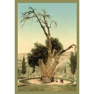 Abrahams Tree Mamreh on the West Bank 20x30 poster 