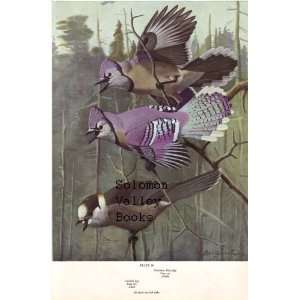   Canada Jay, Northern Blue Jay, Eastern Crow, Northern Raven, Fish Crow
