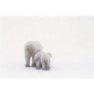   , Mama Polar Bear with Two Cubs, 20 x 30 Poster Print