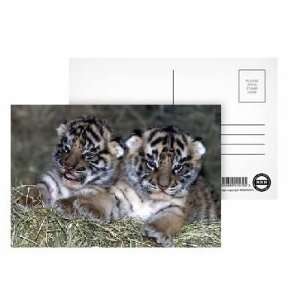 The two month old tiger cubs at the West Midland Safari Park, Bewdley 