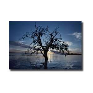 Silhouetted Coongie Lakes Wetlands South Australia Giclee 