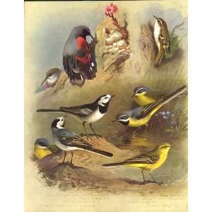  Large Thorburn Birds Wagtail & Creeper Antique Print