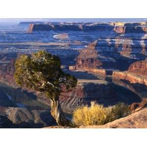  Juniper on Rim of Colorado River Canyon at Deadhorse Point 