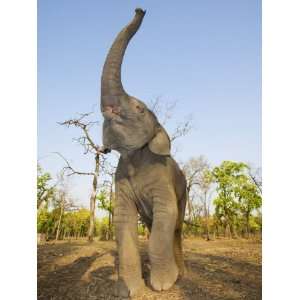 Asian Indian Elephant Holding Trunk in the Air, Bandhavgarh National 