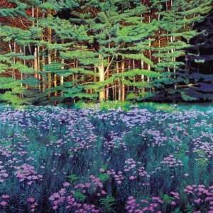   Meadows, Sunlit Pines by Jon R. Friedman, 24x24