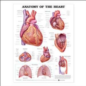  Anatomy of the Heart Anatomical Chart 20 X 26 Laminated 