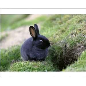  Wild Rabbit   young animal with black fur sitting in front 