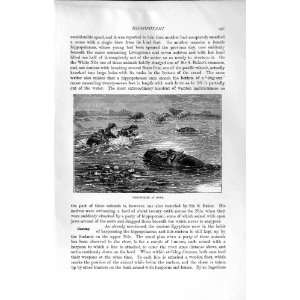  NATURAL HISTORY 1894 HIPPOPOTAMI SWIMMING RIVER ANIMALS 