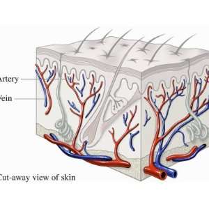 com Medical Illustration Showing How Blood Flows Through the Arteries 