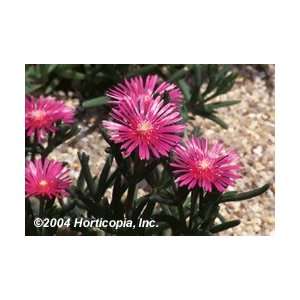  Ice Plant   Hardy   #1 container   #1 container Patio 