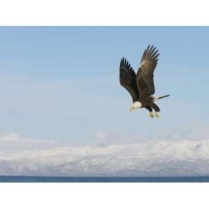  Bald Eagle in Diving Flight (Haliaeetus Leucocephalus), Alaska, USA 
