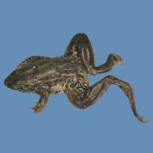 Perfect Solution(tm) Jumbo Frog, 3 4, Plain, Pail:  