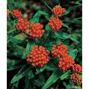  Asclepias, Butterfly Weed 1 Plant: Patio, Lawn & Garden