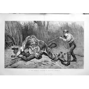   1880 Bengal Jungle Mr Nicholas Jarbo Tiger Attack Hunt