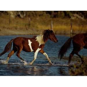  A Chincoteague Pony Runs in the Shallow Water Animals 