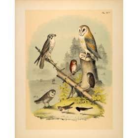 1881 Chromolithograph Bird Prairie Falcon Hawk Barn Owl 