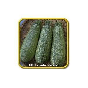  1/4 Lb   Gray Zucchini   Bulk Summer Squash Seeds Patio 