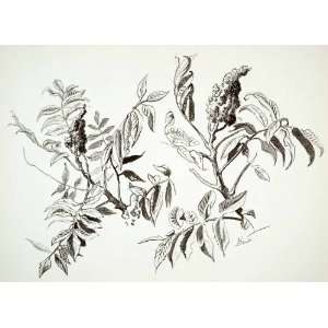  1968 Print Thomas Hart Benton Sumac Flower Tree Bush Rhus 