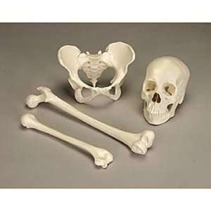 Comparative Human Bone Set 2, Female Industrial 