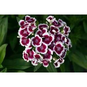  Barbarini Purple Picotee Dianthus   Dwarf Sweet William 