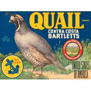  QUAIL CONTRA COSTA BARTLETTS CALIFORNIA FRUIT EXCHANGE USA 