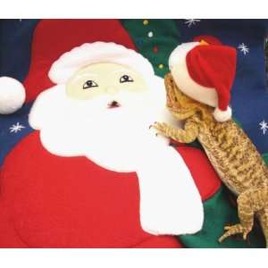  2007 Dazzling Dragons The Red Bearded Dragon Calendar 