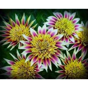  Montezuma Gazania Seed Pack Patio, Lawn & Garden