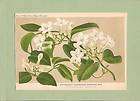 BOTANICAL ANTIQUE PRINT items in stephanotis floribunda 