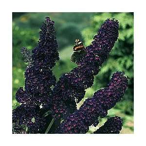  Black Knight Butterfly Bush: Patio, Lawn & Garden