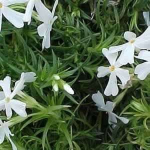  Phlox   Creeping White   #1 Container Patio, Lawn 
