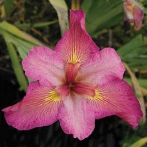  Ann Chowning Iris  Bog Plant Patio, Lawn & Garden