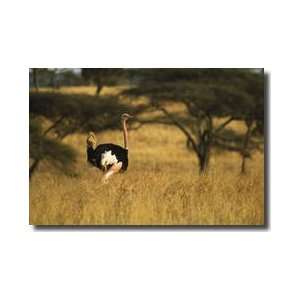  Ostrich Kenya Giclee Print: Home & Kitchen