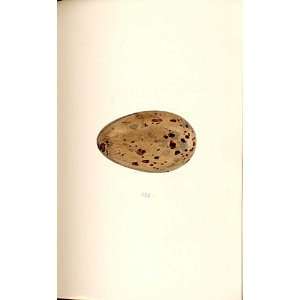  H/C Meyer Bird Eggs 1842 Common Gull