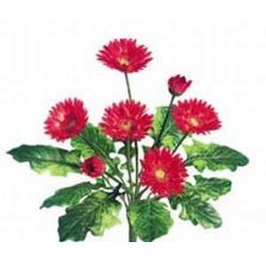   FBG878 RE 18 in. Gerbera Daisy Bushes Red  Case of 12: Home & Kitchen